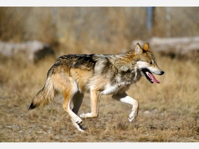 Trump Administration Proposes Fundamentally Weakening Endangered Species Act with Harmful New Rules 