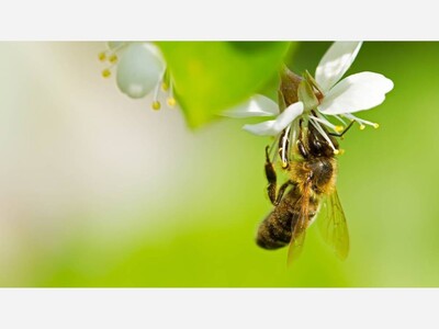 This Giving Tuesday, help save the bees from a “death spiral”