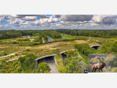 Safe Passage: What animals are crossing the road?