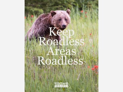 Roadless, Wild, and Worth Fighting For