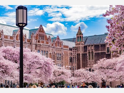 UW Cherry Blossom Live Cam 
