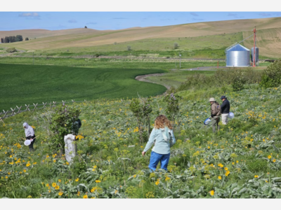 Bee survey finds dozens of species new to Washington state