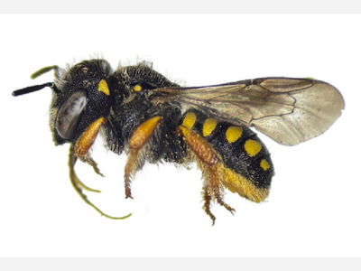 Washington Bee Atlas finds 17 new state bee records; rediscovers 12 species last recorded in the state as long as 144 years ago