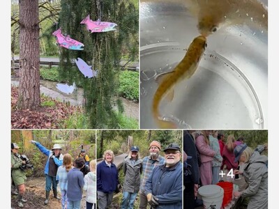 School Salmon Releases