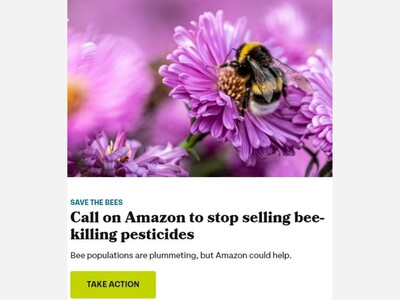 Call on Amazon To Stop Selling Bee Killing Pesticides