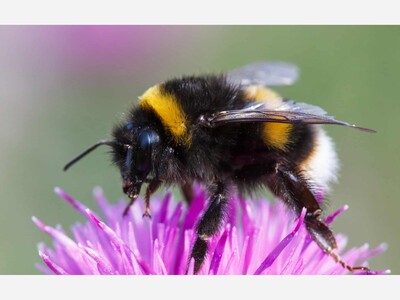 Ten ways bees are smarter than you think 