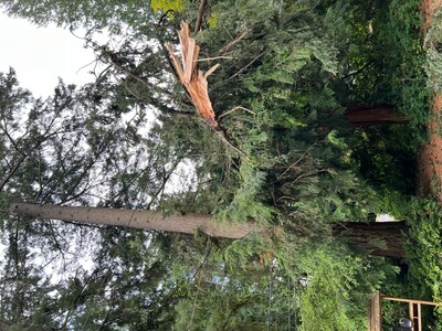 Tree Down At 35th NE and NE 182nd