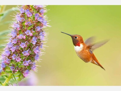 40 Fascinating Facts About Hummingbirds