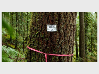 Federal policies impacting PNW forests