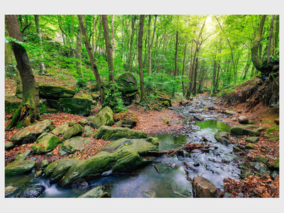 Tree Walk Through Lyon Creek Park